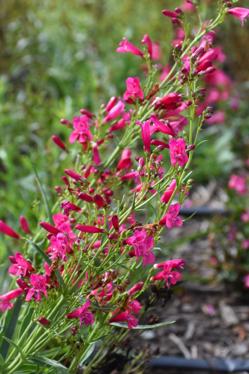 Beard-Tongue, Pristine Deep Rose