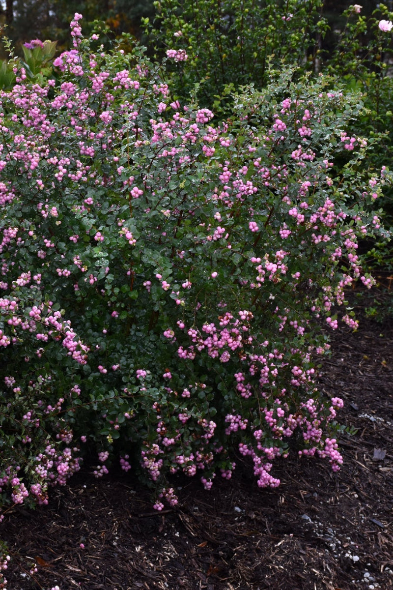 Coral Berry, Proud Berry