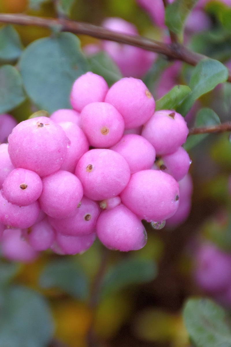 Coral Berry, Proud Berry