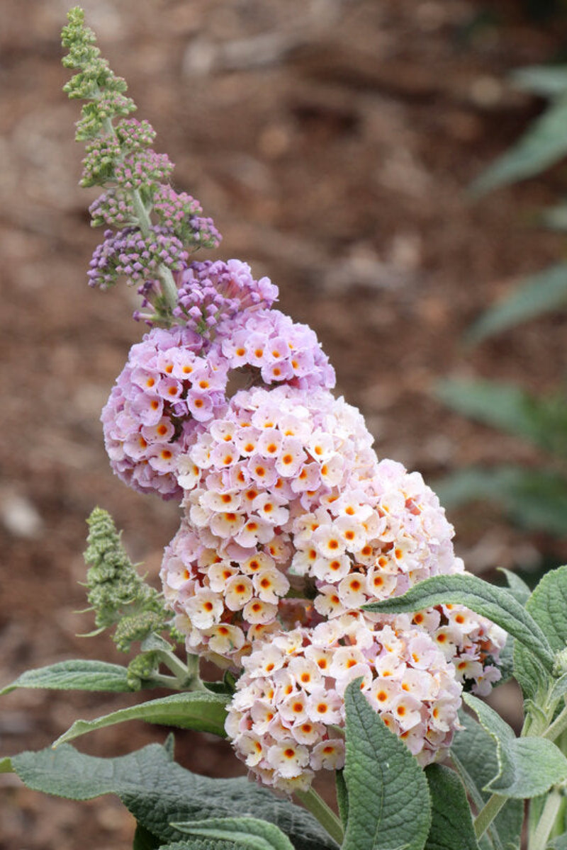 Butterfly Bush, Pugster Sorbet