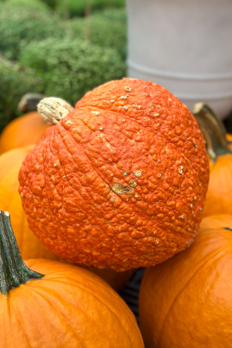 Pumpkin, Red Warty Thing