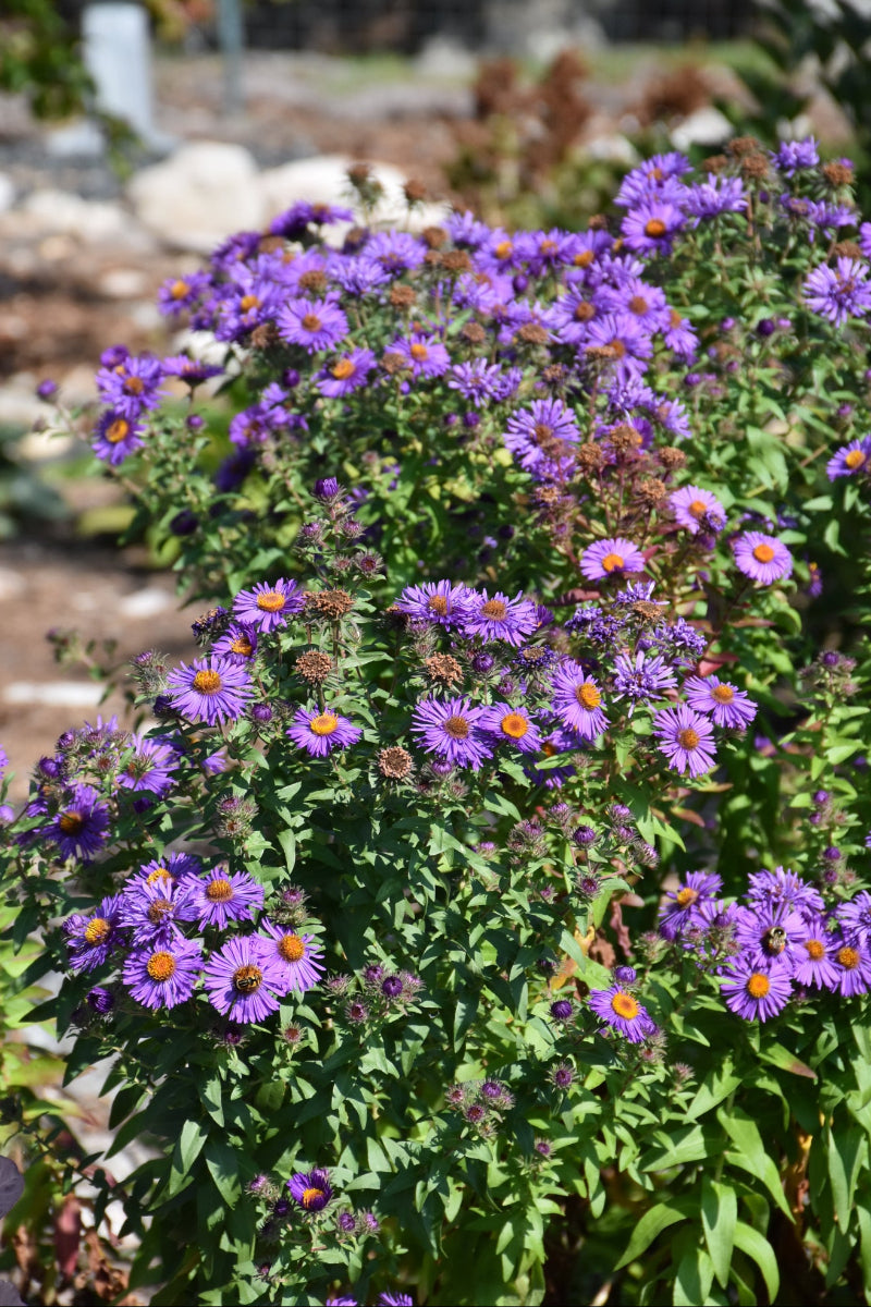 Aster, New Englnd Purple