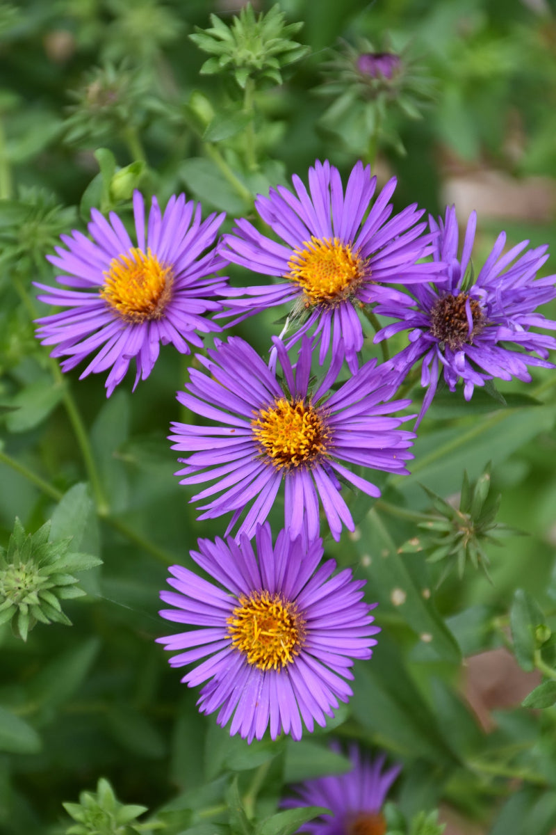 Aster, New Englnd Purple