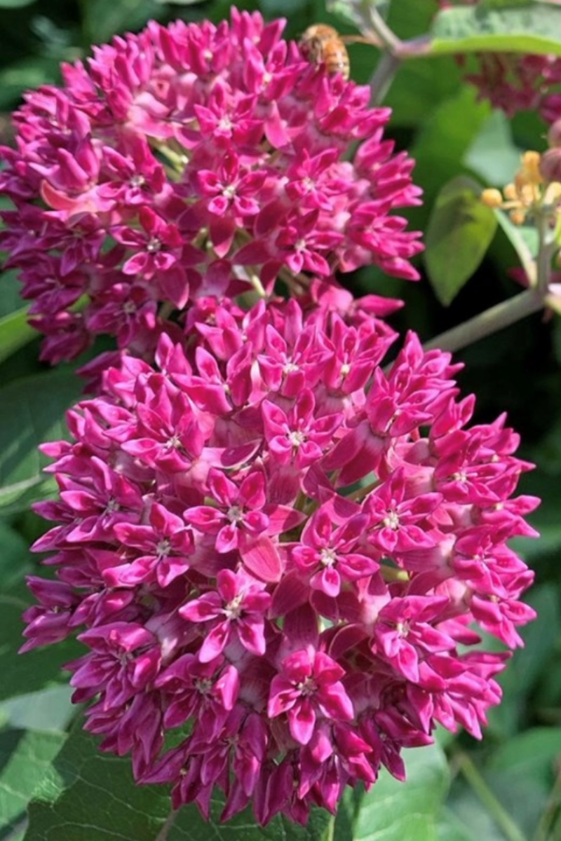 Milkweed, Purple