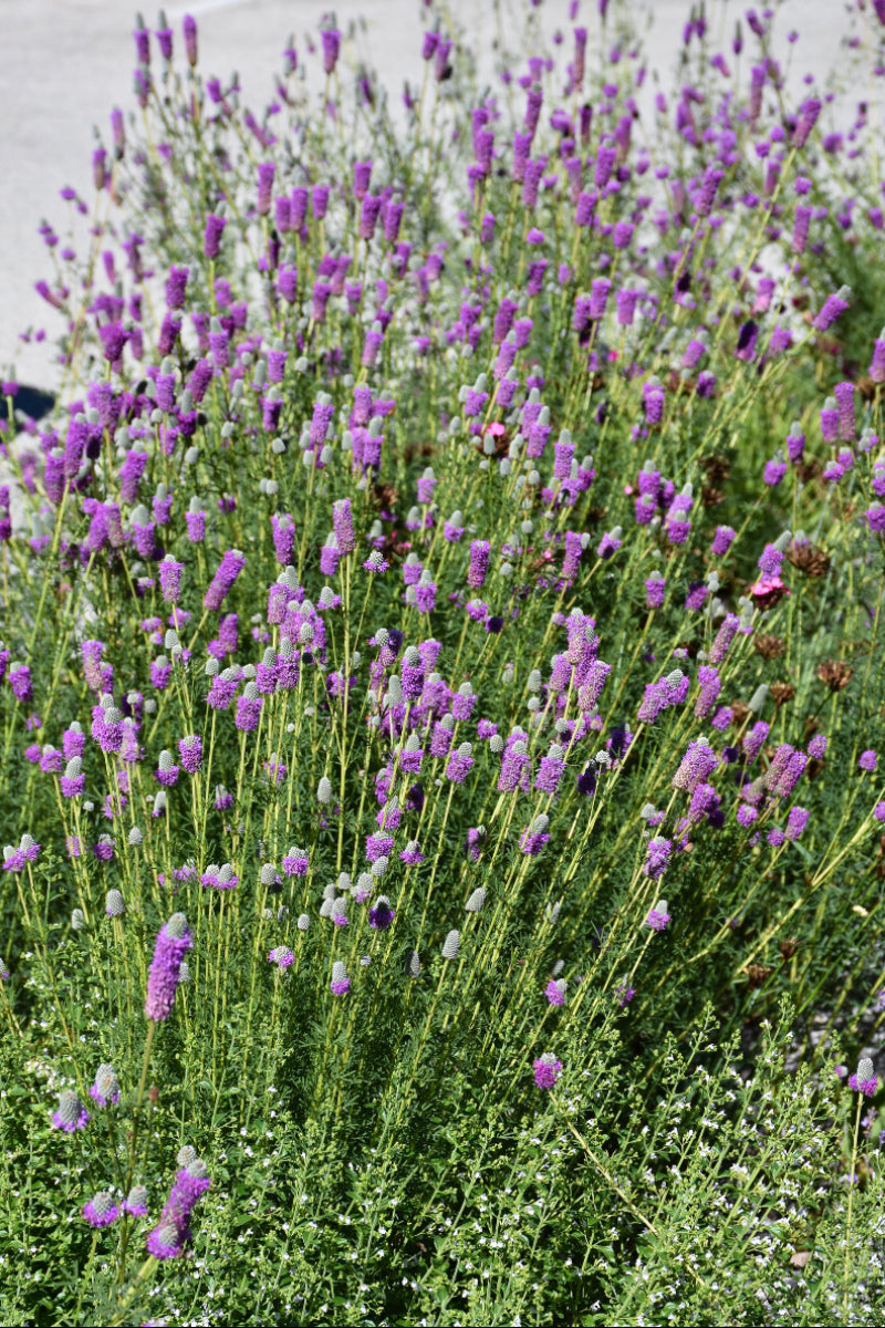Prairie Clover, Purple
