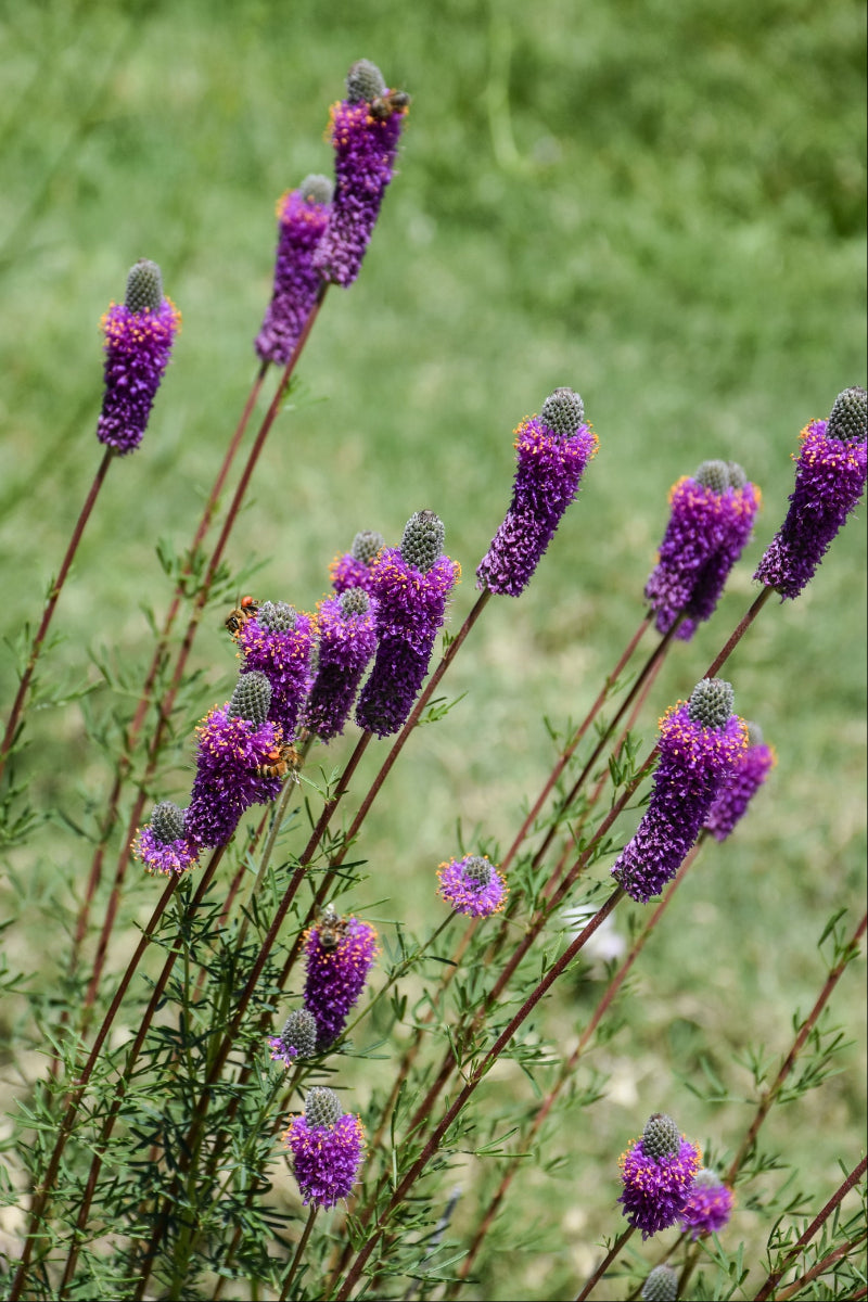 Prairie Clover, Purple