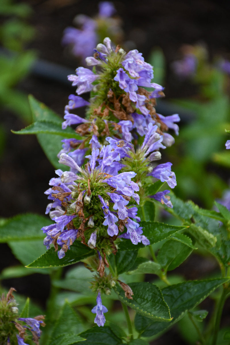 Catmint, Purple Prelude