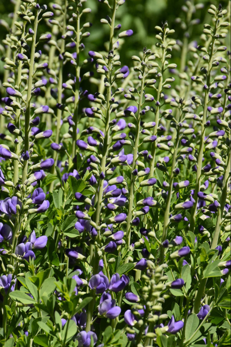 Baptsia, Purple Smoke