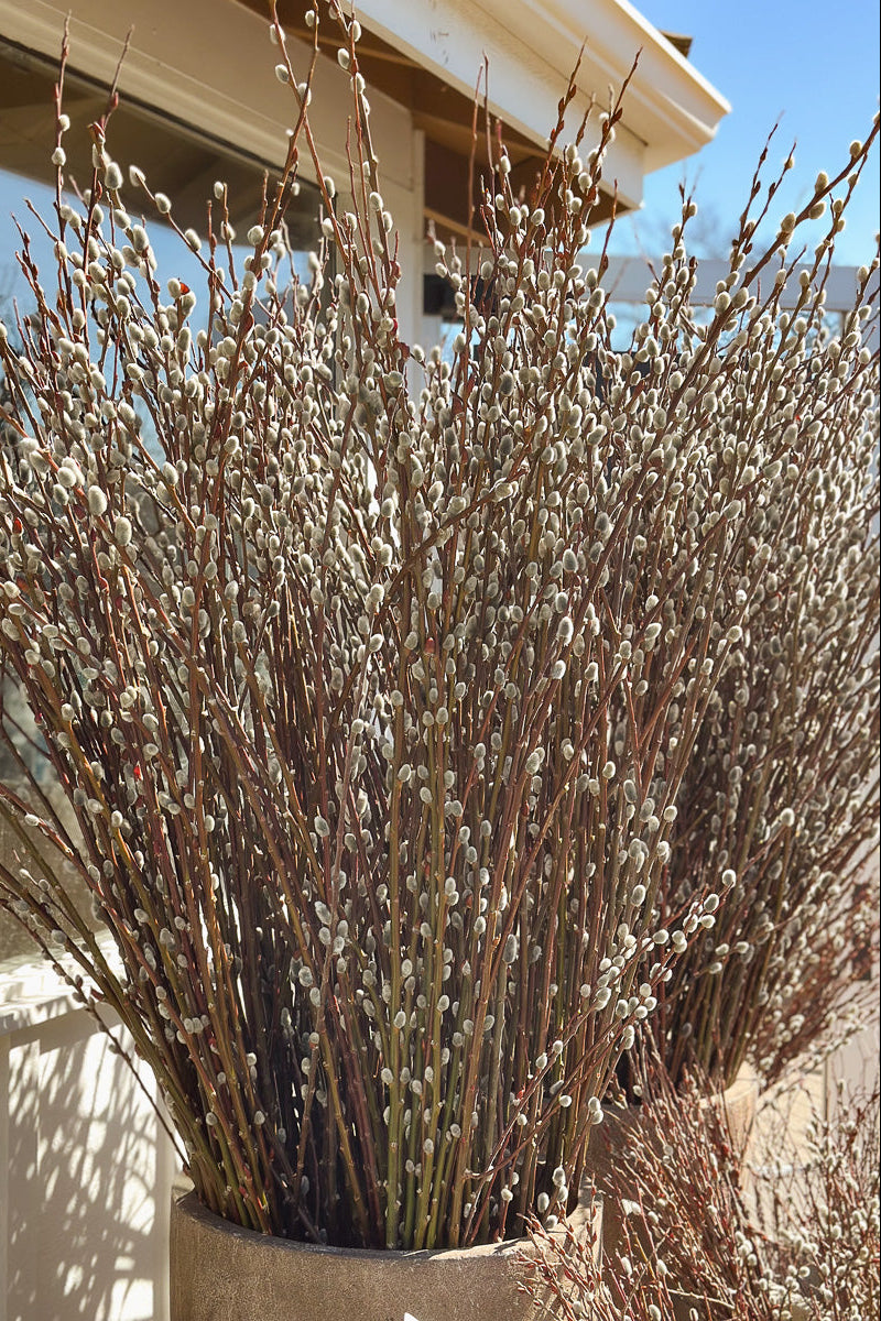 Seasonal Stem, Pussy Willow Large