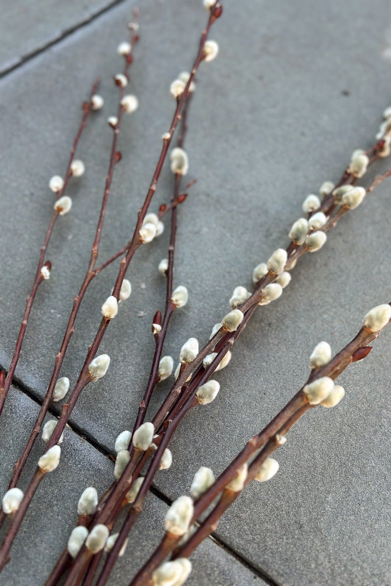 Pussy Willow, Seasonal Stem bunch Medium