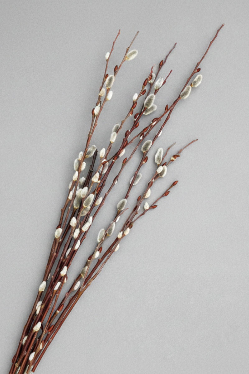 Pussy Willow, Tips Bunch