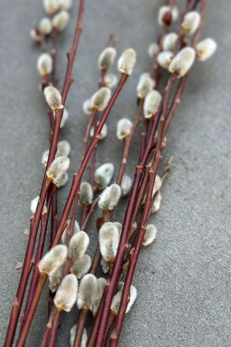 Pussy Willow, Bunch of Stems Branched Tips