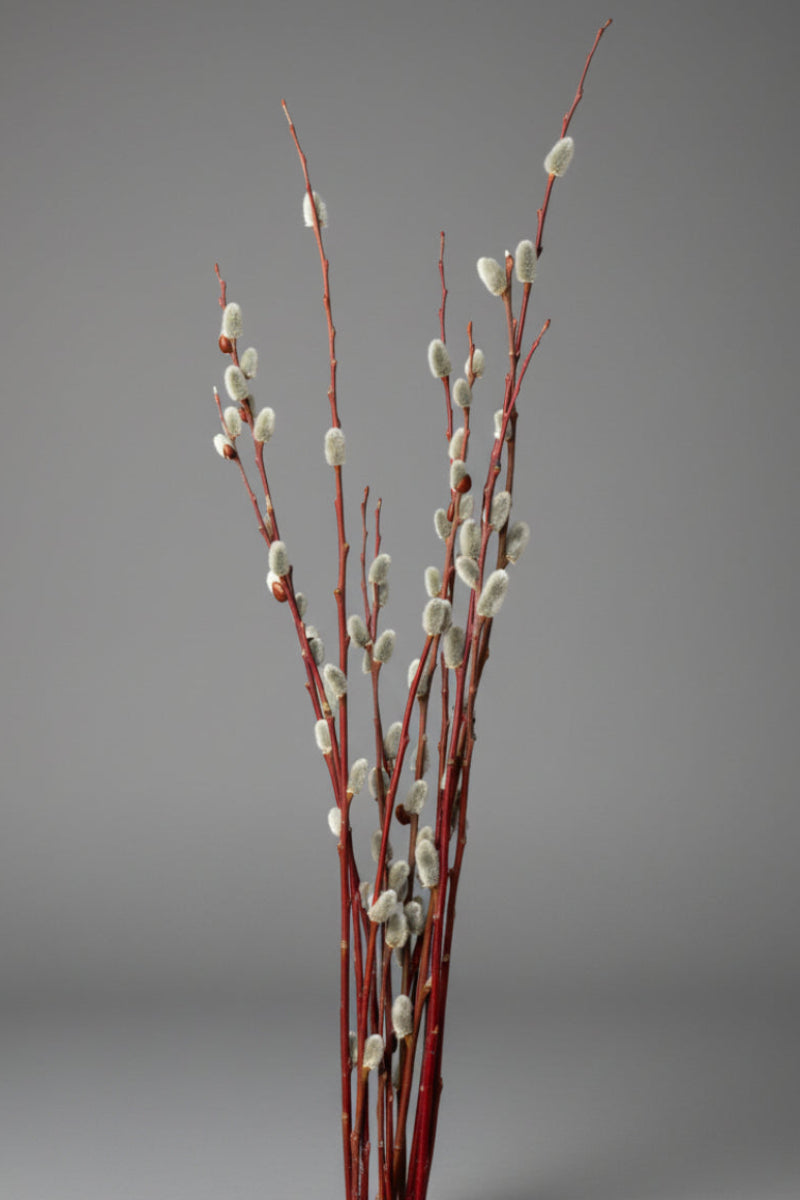 Pussy Willow, Bunch of Stems Branched Tips