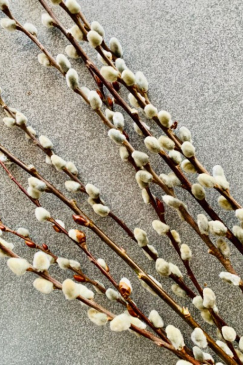 Seasonal Stem, Pussy Willow Large