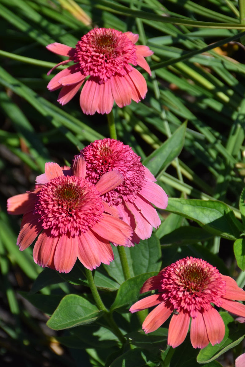 Coneflower, Rainbow Sherbet