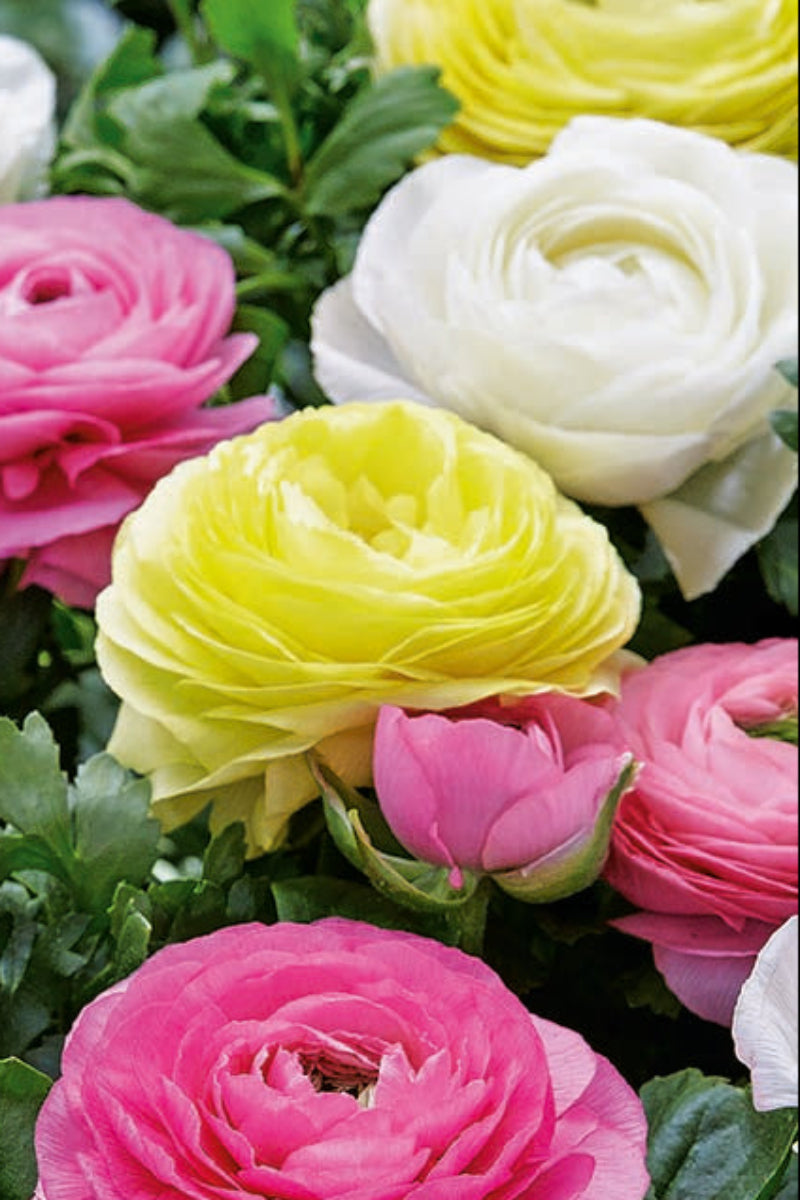 DeVroomen Ranunculus Pastel Peonies Bulbs 25/Pack
