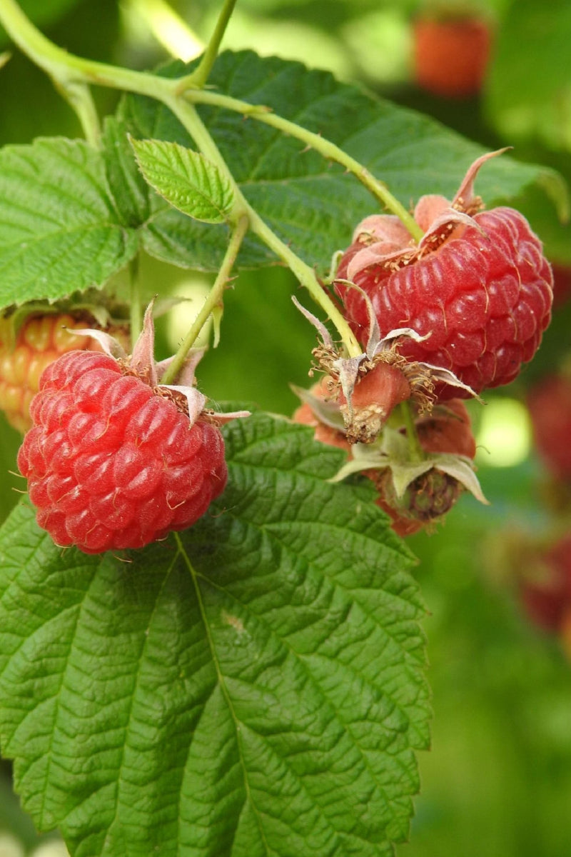 Fruit, Raspberry Lewis