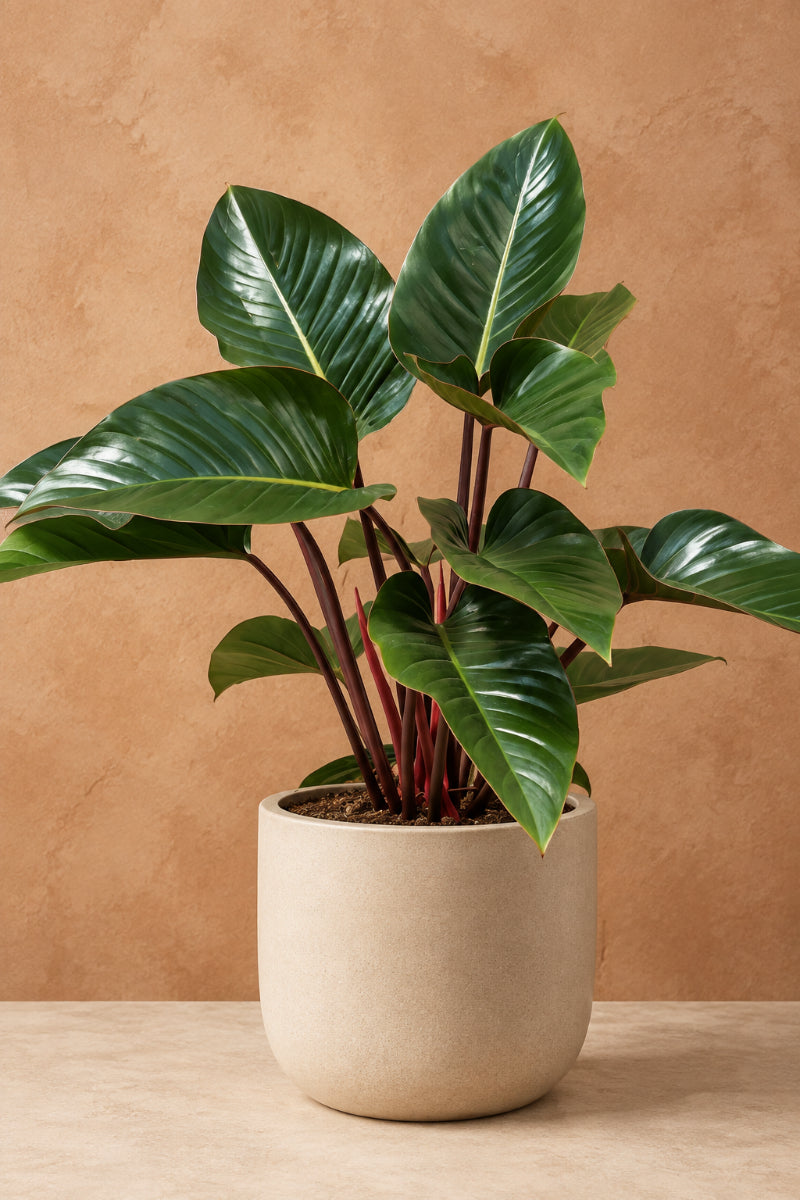 Philodendron, Red Congo 14"