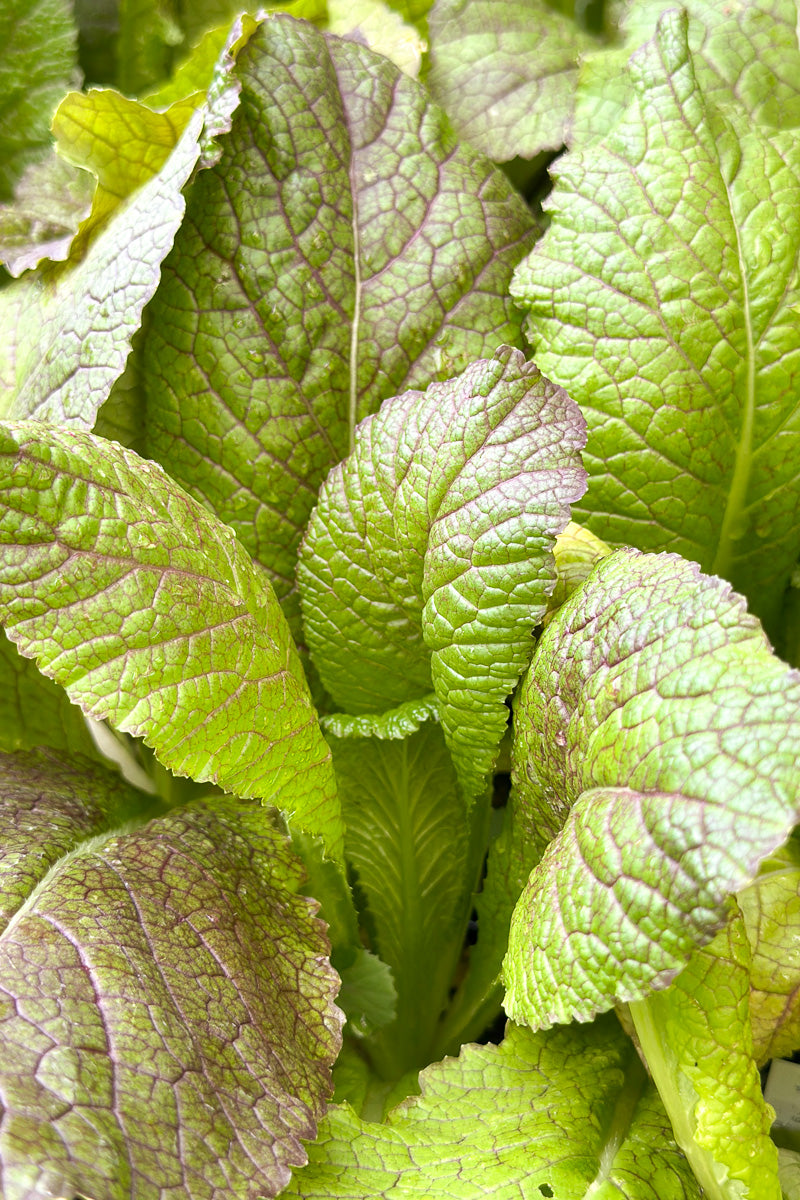 Mustard, Red Giant