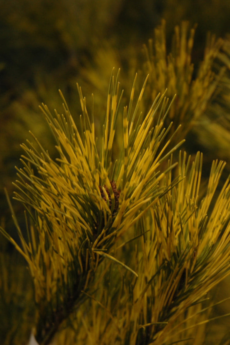 Pine, Red Burkes Variegated