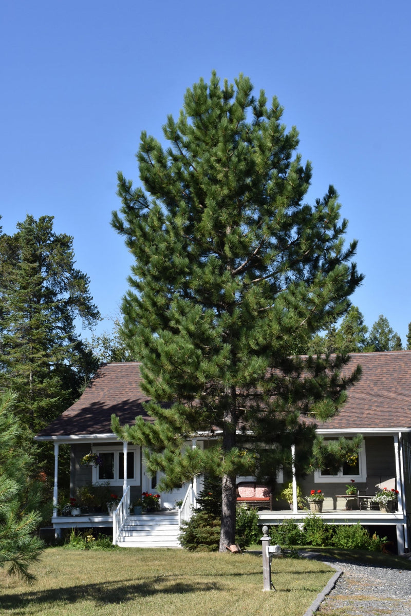 Pine, Red