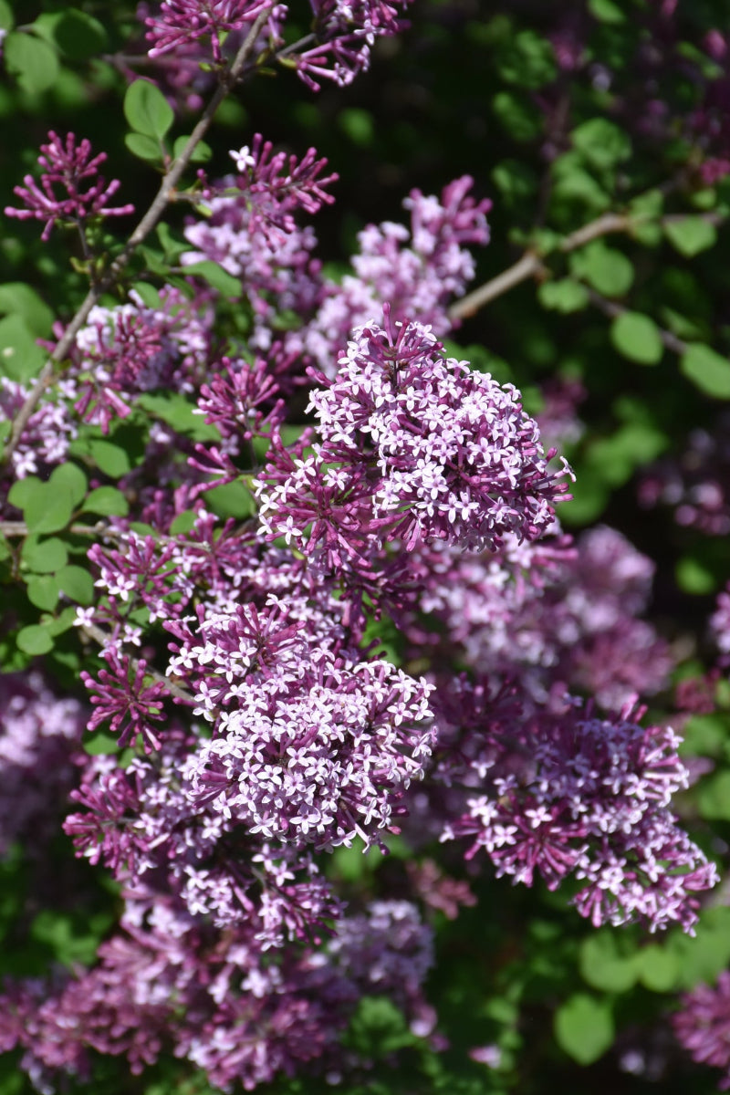 Lilac, Red Pixie