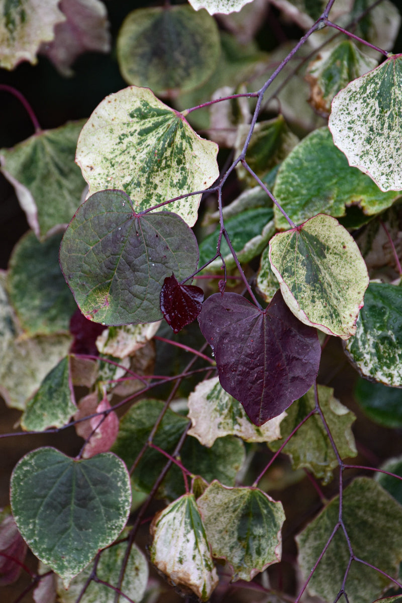 Redbud, Carolina Sweetheart