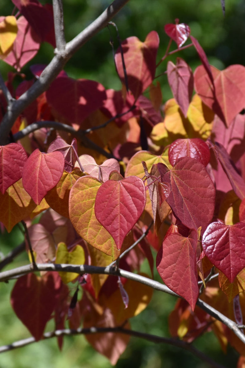 Redbud, Flame Thrower