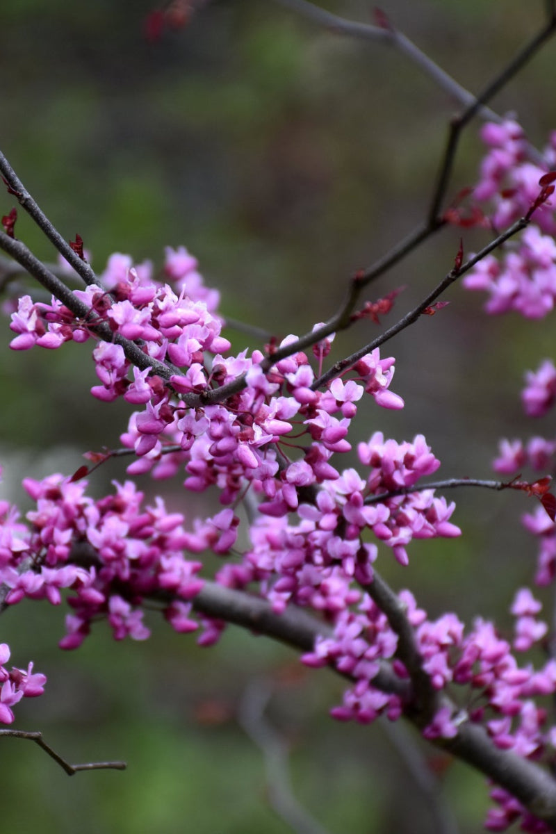 Redbud, Flame Thrower