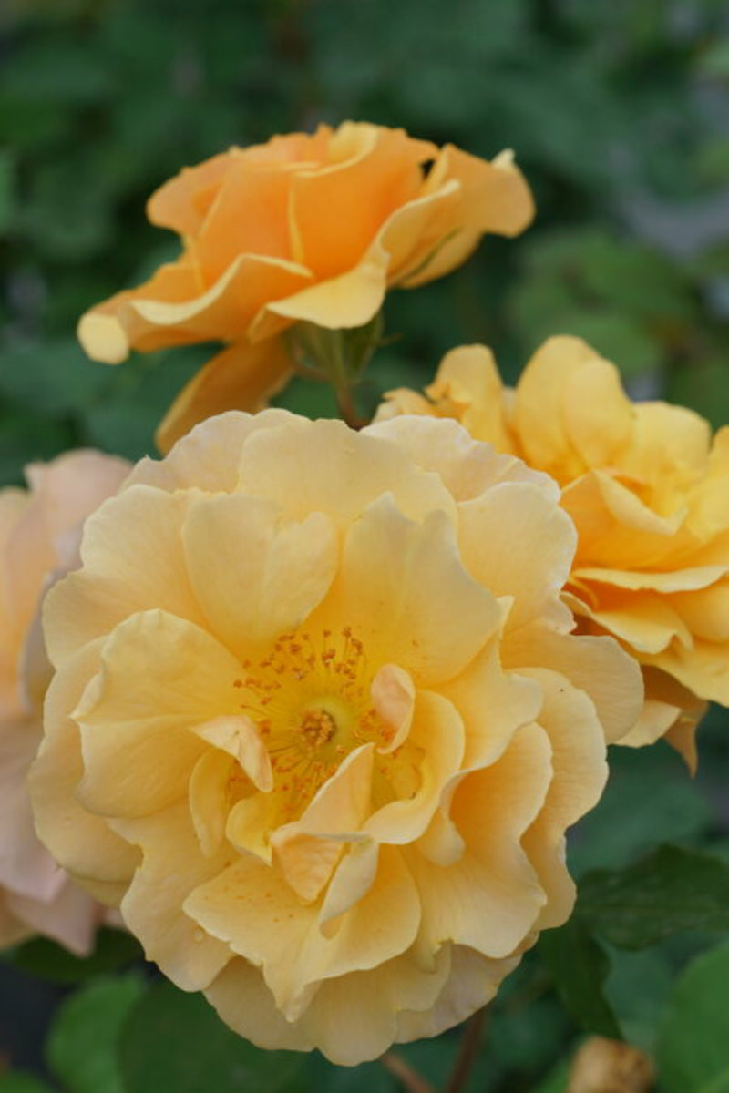 Rose, Rise Up Amberness