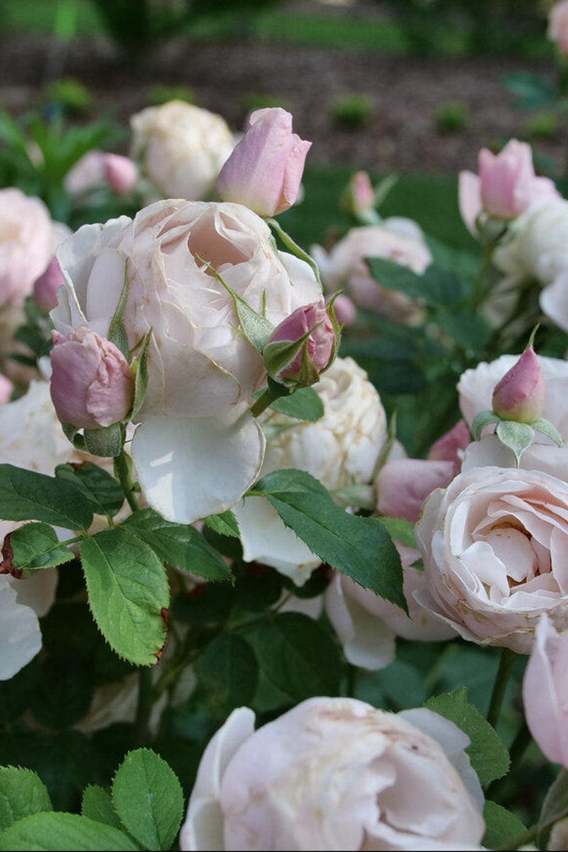 Shrub Rose, Flavorette Pear'd