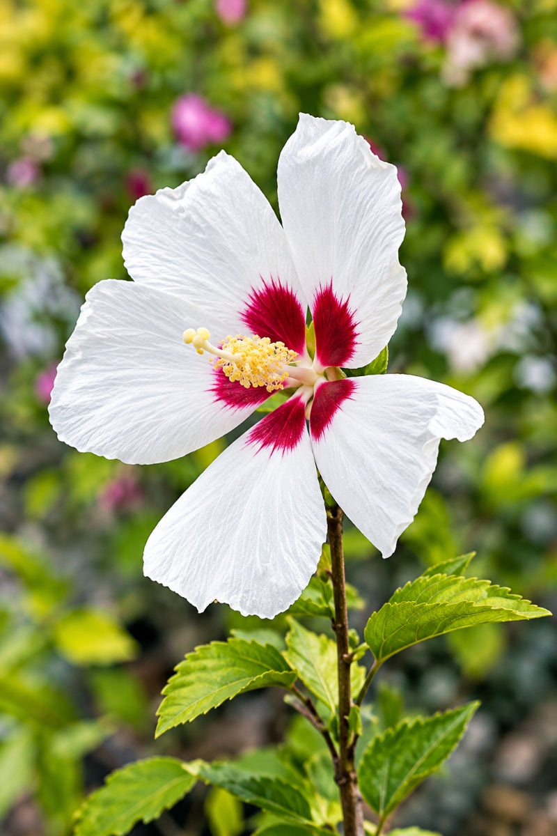 Rose Of Sharon, Red Heart