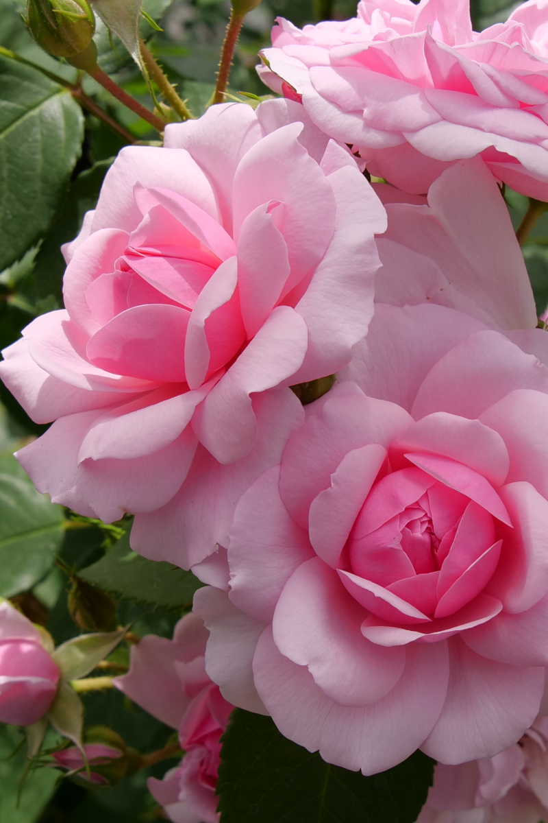 Shrub Rose, Reminiscent Pink