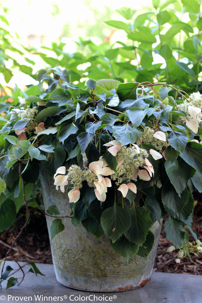 Hydrangea Vine, Japanese Rose Sensation 5G