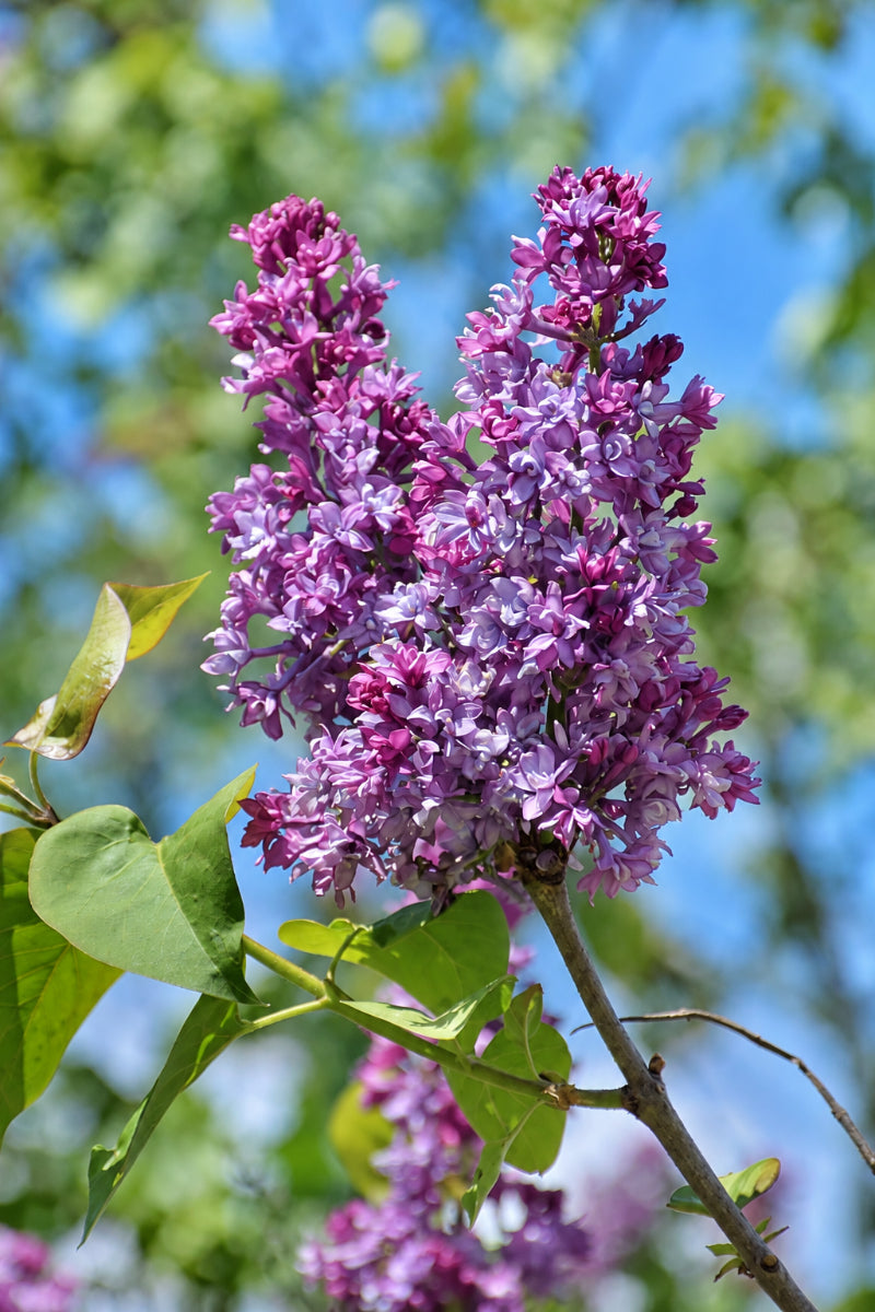 Lilac, Royal Purple