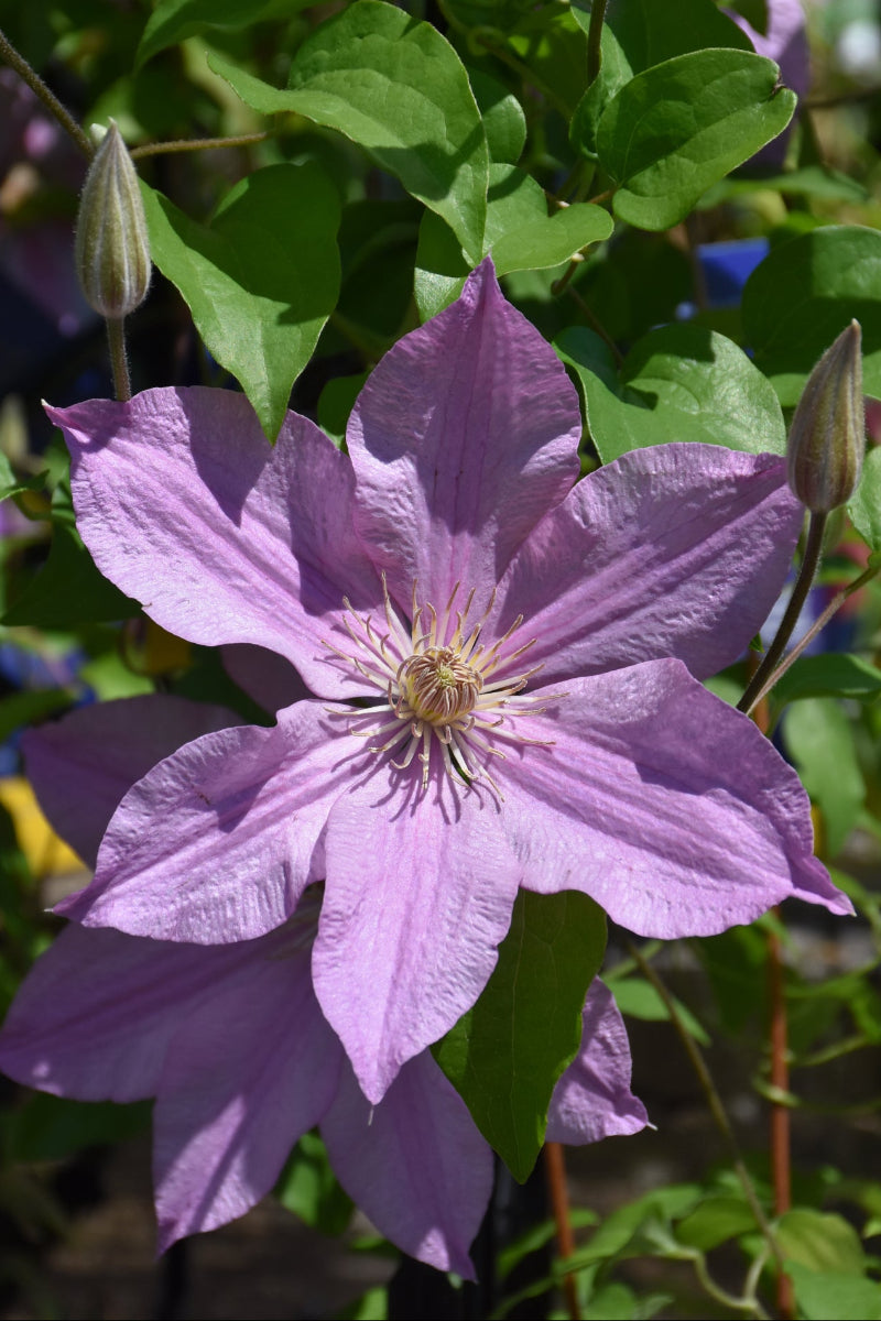 Clematis, Sally