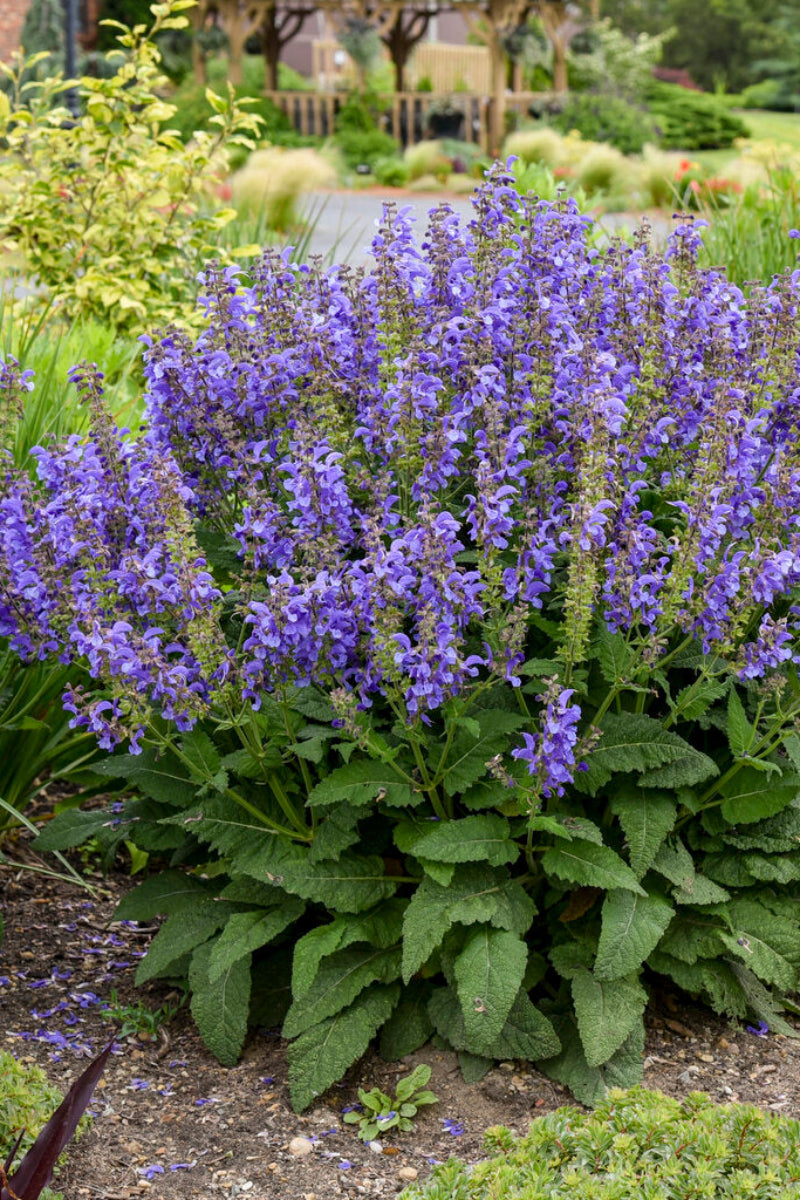 Salvia, Big Sky