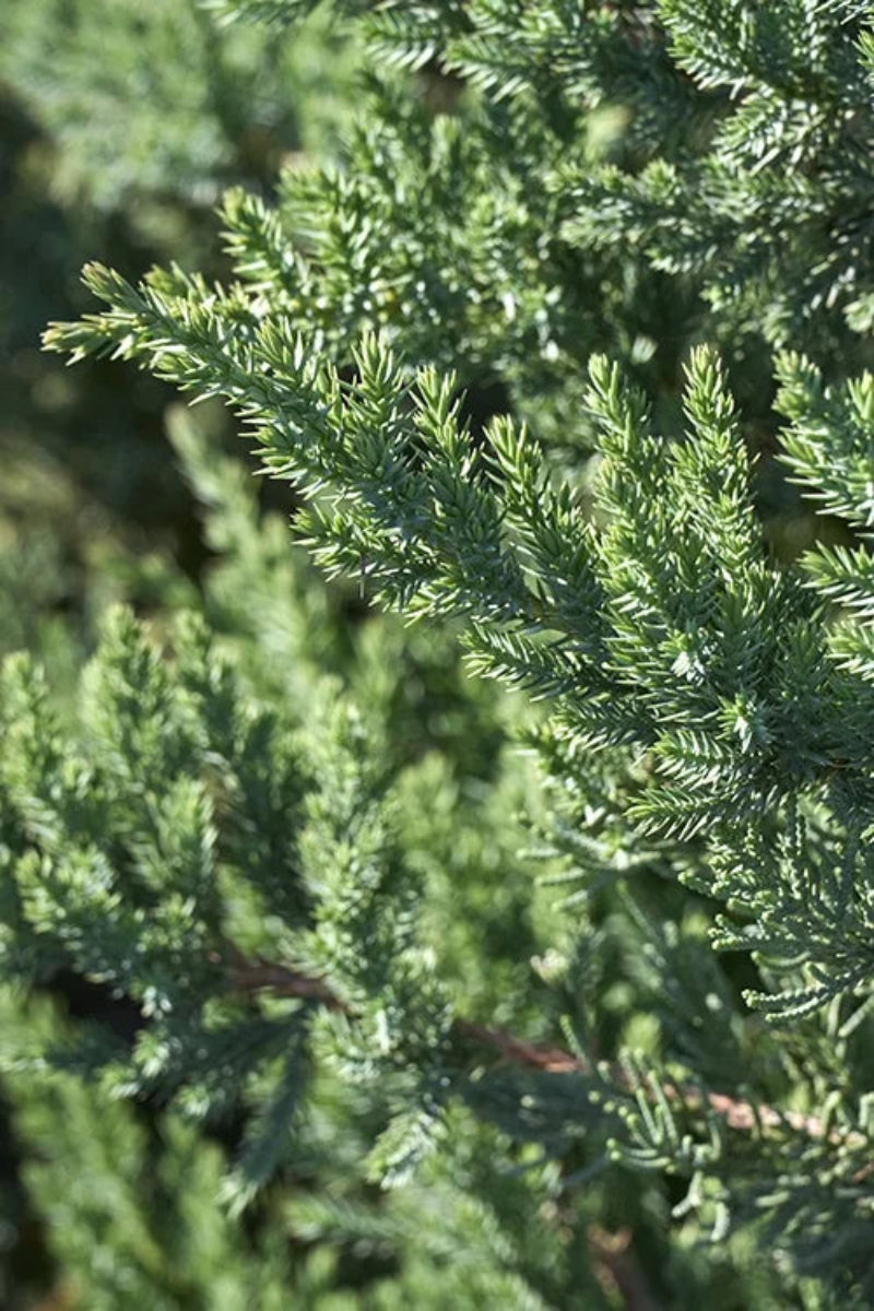 Juniper, San Jose