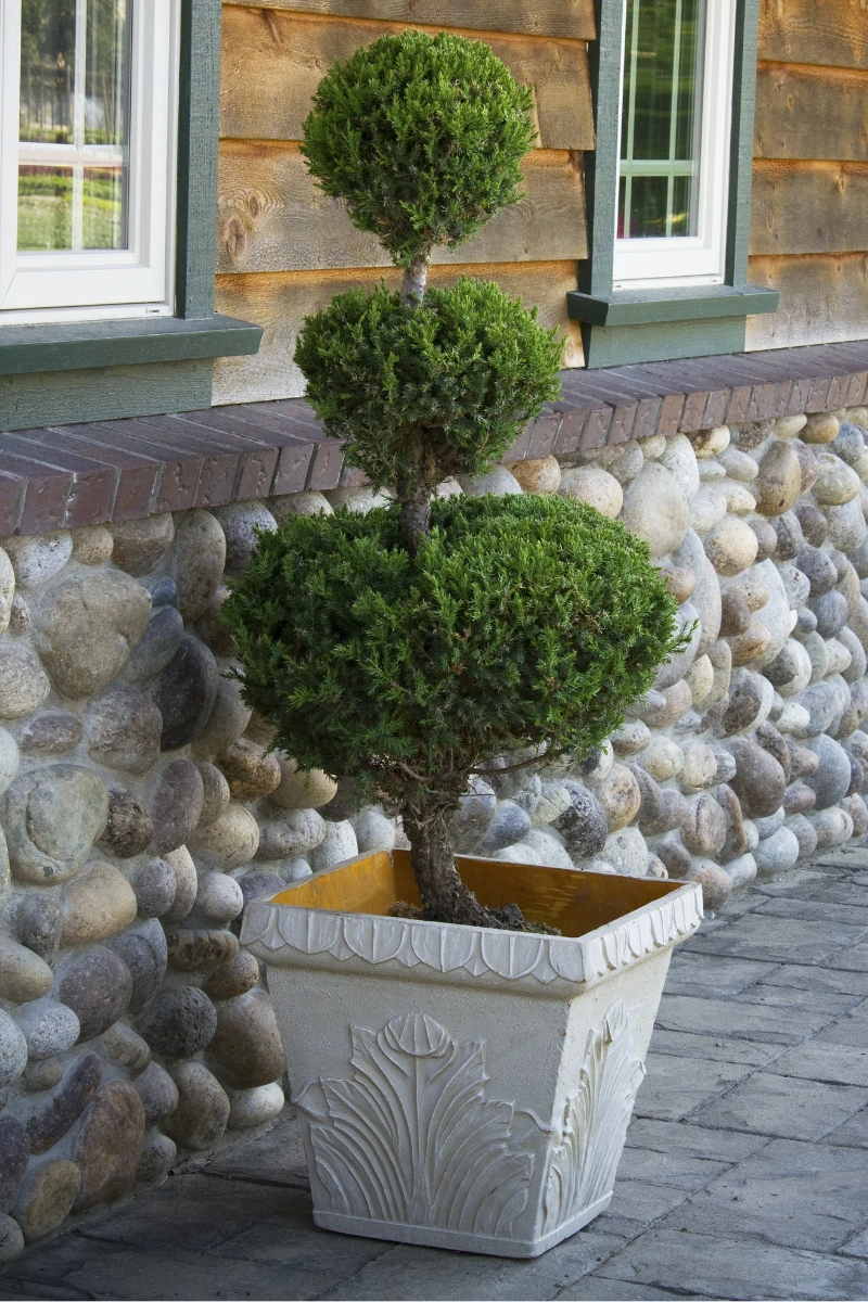 Juniper, San Jose