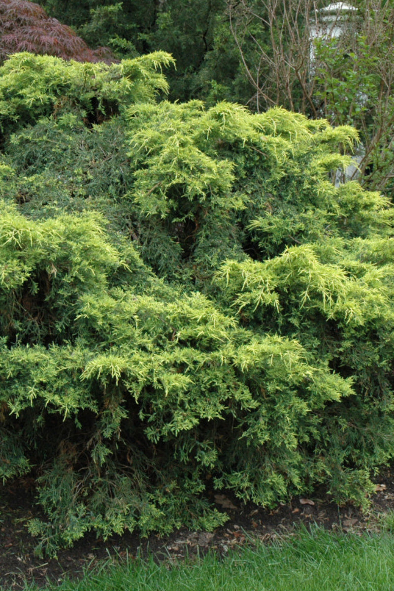 Juniper, Saybrook Gold