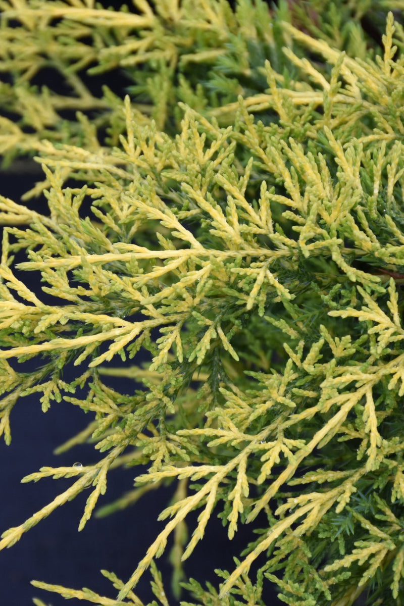 Juniper, Saybrook Gold