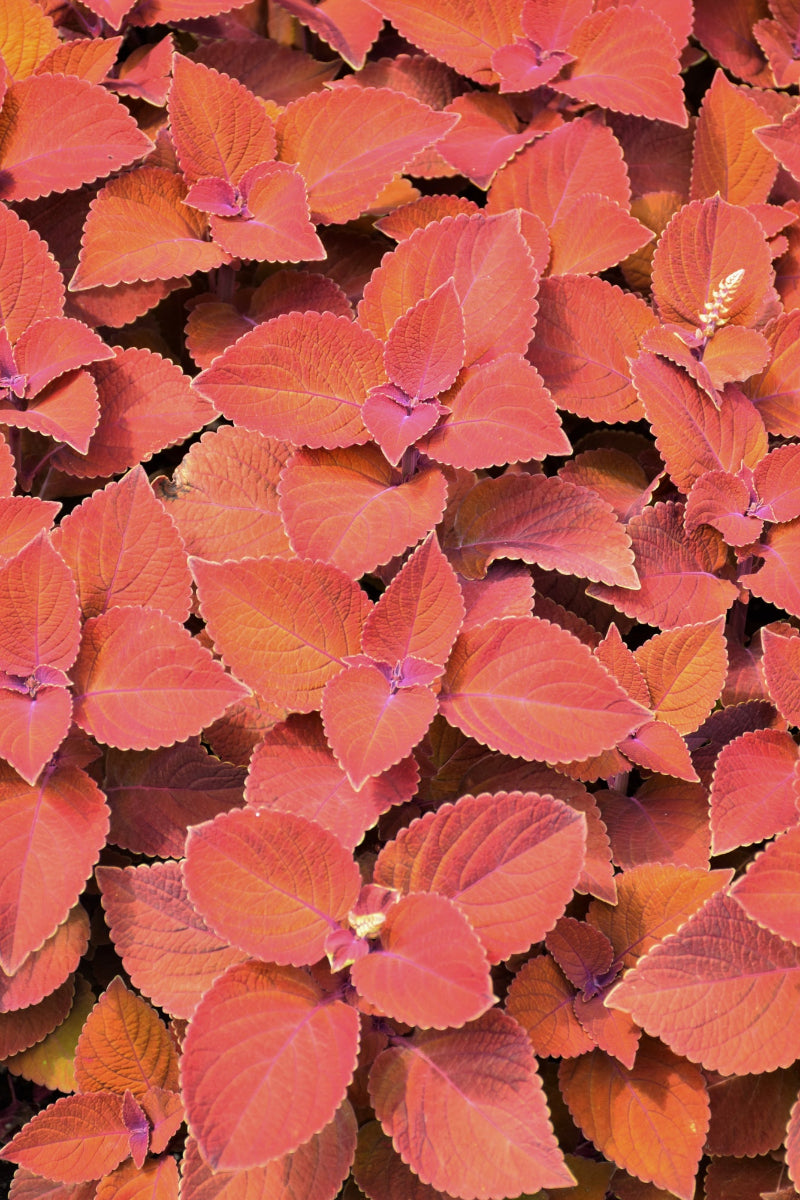 Coleus Sedona Sunset