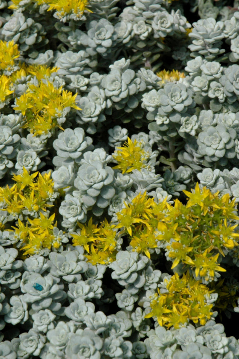 Sedum, Cape Blanco