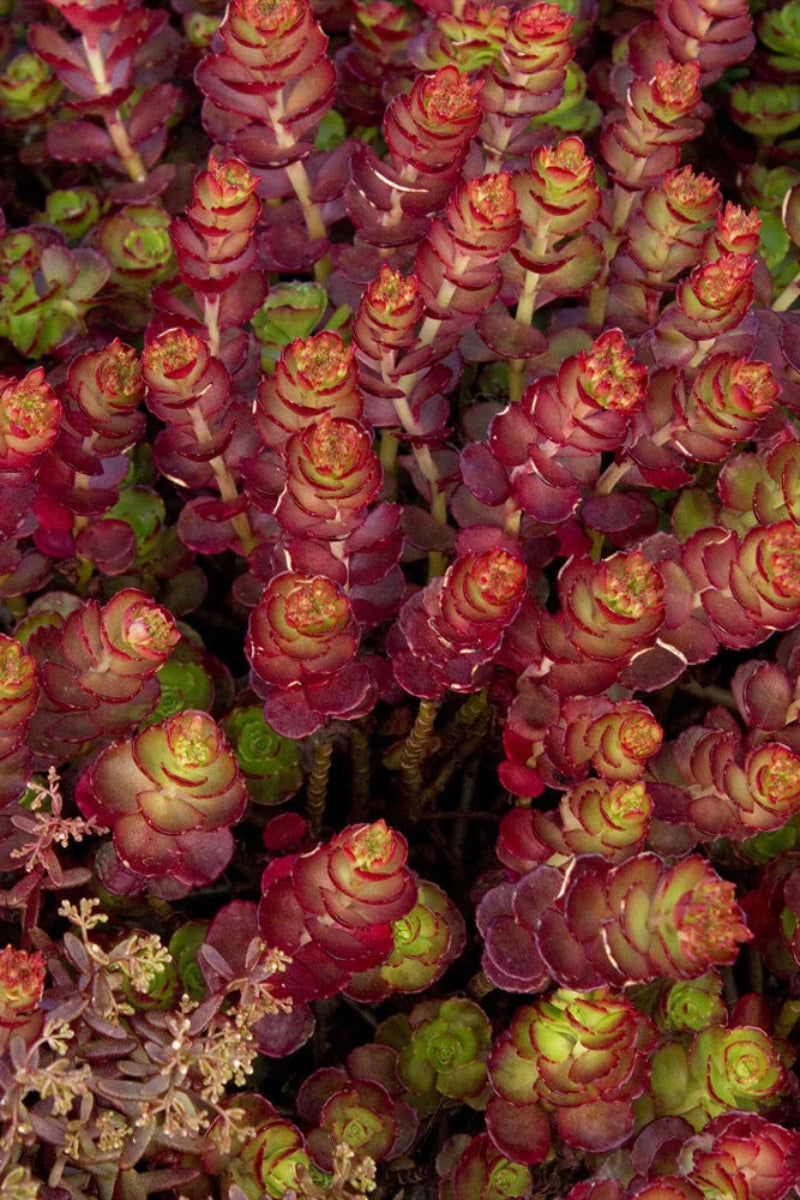 Sedum, John Creech
