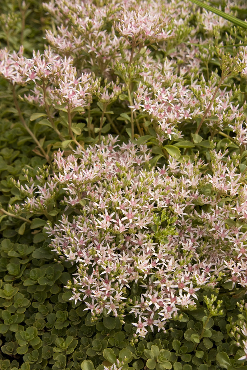 Sedum, John Creech