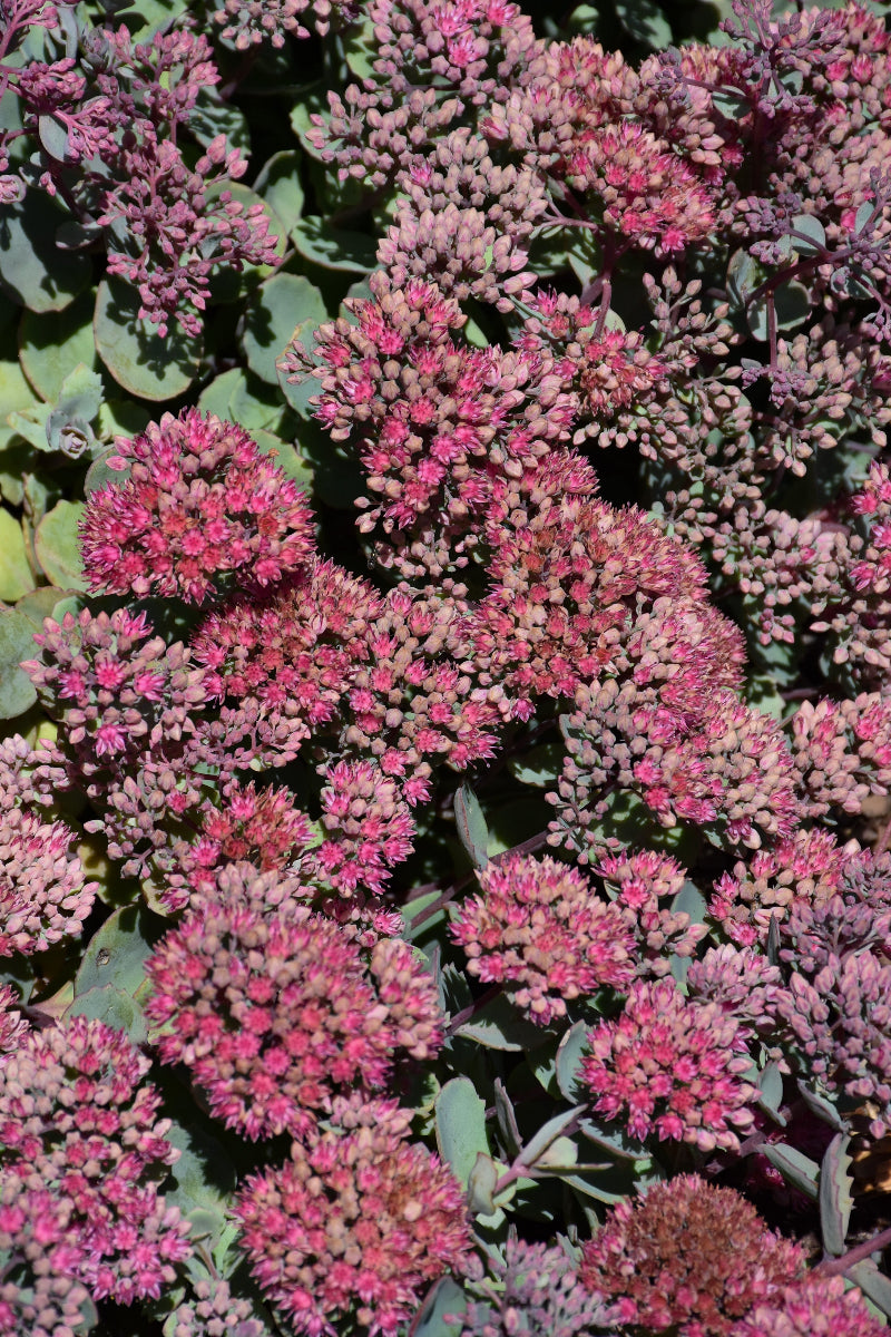 Sedum, Pop Star