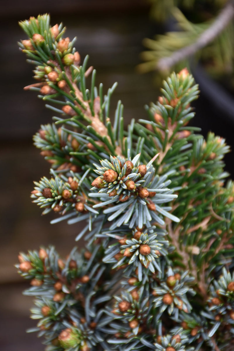 Spruce, Serbian Kamenz