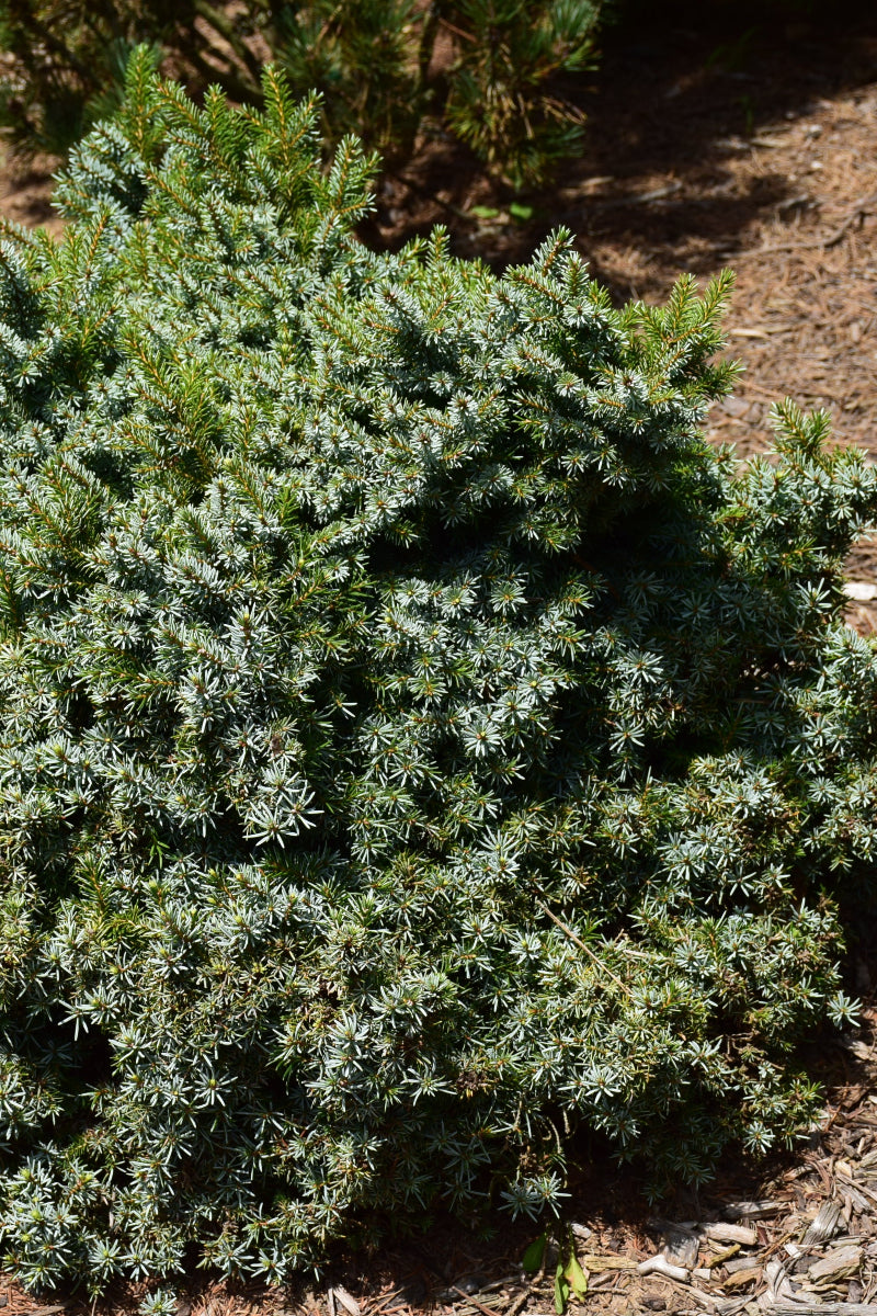 Spruce, Serbian Kamenz