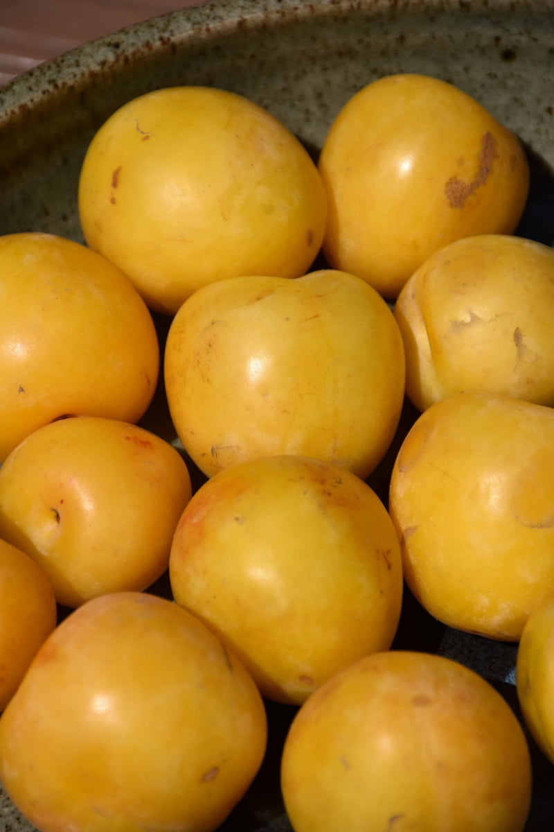 Fruit, Plum Shiro
