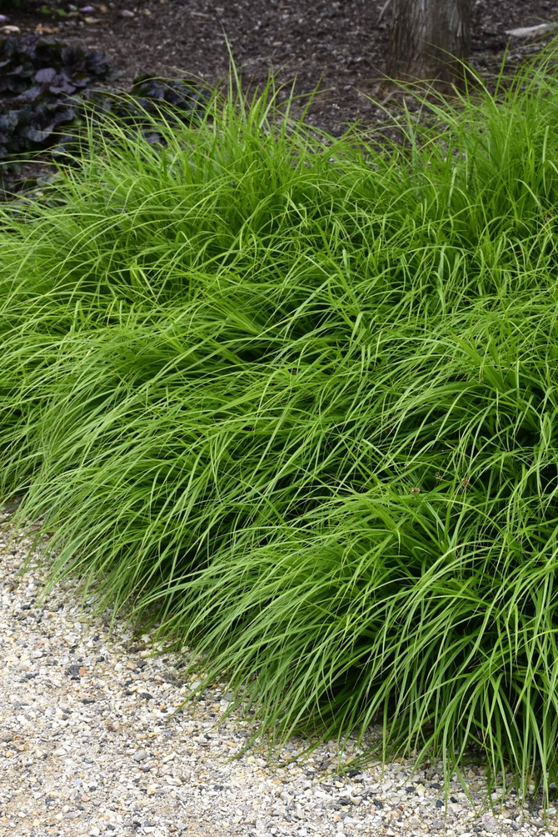 Grass, Sedge- Shortbeaked